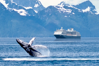 Whale Watching in Alaska