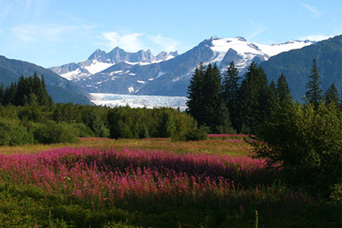 Wildflower meadow in Alaska